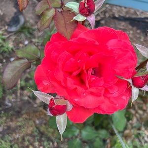 Meet your Posher, Nadia